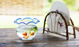 孔雀鱼品种（孔雀鱼品种不一样可以繁殖吗）