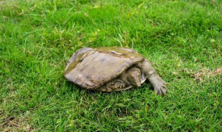 中华鳖怎么养(中华鳖怎么养视频讲解)