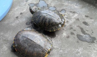 鳖的寿命 鳖的寿命一般多少年