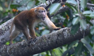 猴子会干什么(猴子会干什么用英语怎么说)