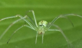 绿色的蜘蛛有毒吗 绿色的蜘蛛是什么品种