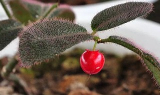 虎舌红的功效与作用（虎舌红图片）