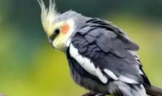 玄凤鹦鹉11℃会冷吗（玄凤鹦鹉会不会冻死）