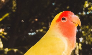 鹦鹉黄桃的智商多高 黄桃鹦鹉聪明