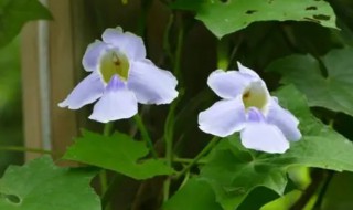 山牵牛的功效与作用（山牵牛花语）