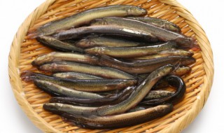 泥鳅相克的食物 泥鳅的相克的食物