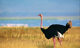 鸵鸟可以家养殖吗 鸵鸟允许家养吗?