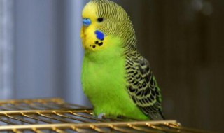 鹦鹉长什么样子(鹦鹉长什么样子的图片)