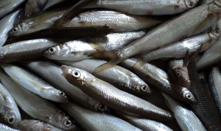 白条鱼学名叫什么 小白条鱼多少钱一斤