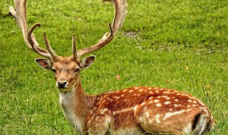 梅花鹿的生活环境(梅花鹿的生活环境和生活方式)