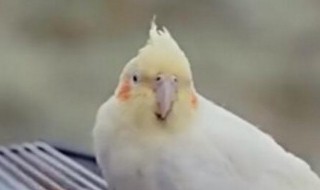 玄凤鹦鹉冬天怕冷吗 玄凤鹦鹉冬季怕冷吗