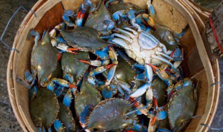 飞蟹是什么 飞蟹是什么品种的螃蟹