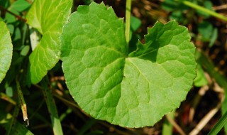 积雪草的美容功效与作用及禁忌（积雪草的美容功效及方法）