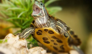 家里养龟的风水禁忌 养龟用什么缸最好