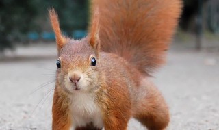 松鼠的性格 松鼠的性格特点和爱好