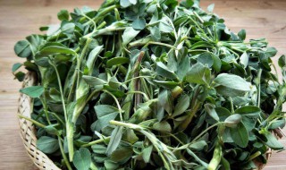 苜蓿芽的营养价值 苜蓿芽有什么营养价值