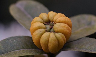 五指柑的功效与作用 五指柑图片