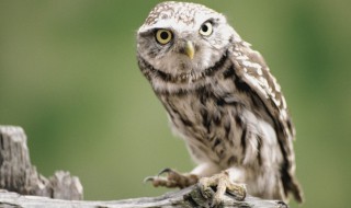 民间习俗中关于猫头鹰的禁忌（猫头鹰有什么忌讳）