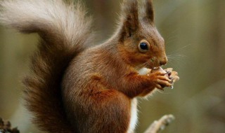 松鼠的性情是什么样的 松鼠的性情是什么样的呢