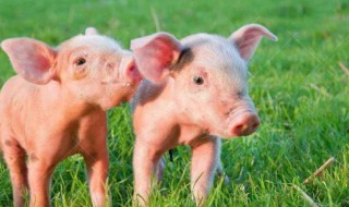 民间习俗中关于养猪的禁忌 养猪有什么不好