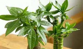 摇钱树摆放风水禁忌有哪些（摇钱树的摆放风水禁忌）