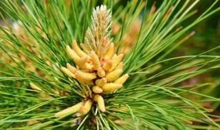 马尾松的功效与作用（马尾松图片）