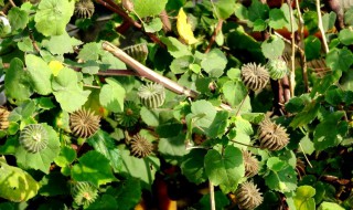 磨盘草的两大主要功效是什么 磨盘草的两大主要功效是什么作用