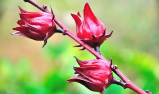 洛神花是什么 洛神花是什么味道