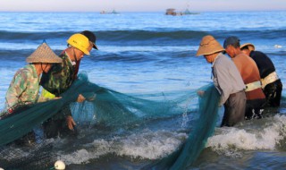 笋壳鱼的营养价值 笋壳鱼的营养价值百科