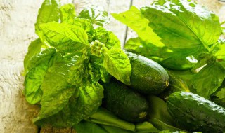 米米蒿的营养价值 米米蒿的功效与营养