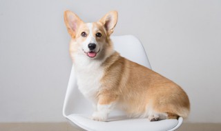 狗为什么喜欢舔主人的手脚（狗狗不停舔主人是什么意思）