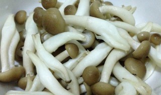 松菇的营养价值（松菇的营养价值及功效）