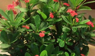 养虎刺梅花不吉利吗（三种最旺家的花）