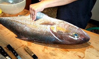 象鱼的营养价值 象鱼的营养价值高吗