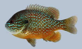 太阳鱼是什么(太阳鱼是什么鱼)