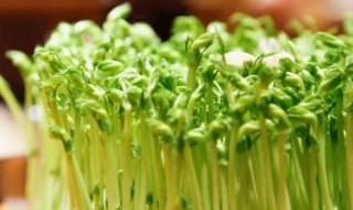 豆苗相克的食物 豆苗与什么食物相克