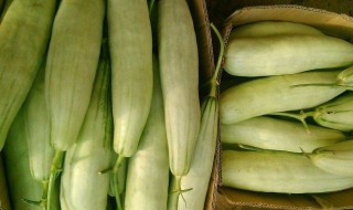 笋瓜是什么（笋瓜是什么季节的菜）