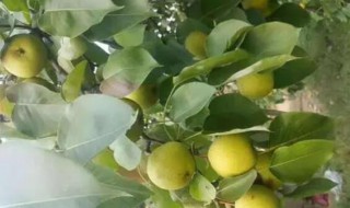 酸梨是什么 酸梨是什么意思老话