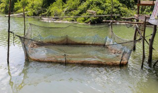 怎样养小蝌蚪小蝌蚪才不会（怎样养活小蝌蚪）