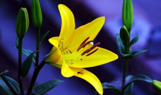 亚洲百合的养殖技巧 亚洲百合的养殖方法