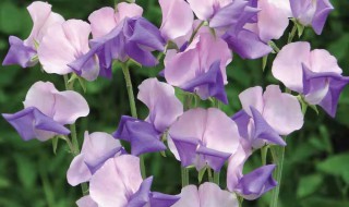 香豌豆花语是什么都有哪些 香豌豆花寓意