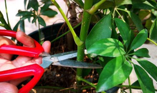 鸭掌木的修剪与造型修剪技巧有哪些 鸭掌木的修剪方法