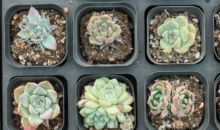 多肉植物如何浇水有哪些 多肉植物怎么浇水养