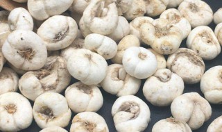 平贝母是什么有什么功效 平贝母的功效与作用效与作用及禁忌