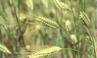 青稞是什么青稞的功效（青稞是什么青稞的功效）