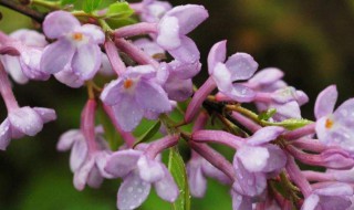 芫花是什么有什么功效作用(芫花的功效与作用及归经与毒性)