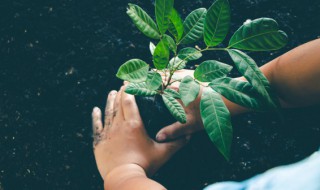 植物叶子腺点的相关知识谢谢 叶片上的腺点