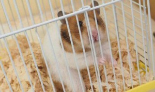 金丝熊可以吃大米吗（金丝熊吃大米吗?）