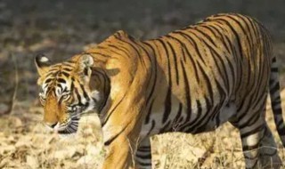 母老虎的意思（母老虎的意思和造句）