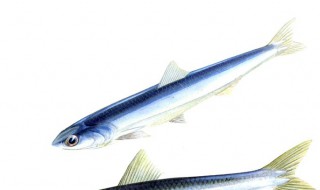 鳀鱼怎么读(鳀鱼在中国叫什么鱼)